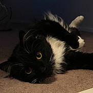 Salem is registered to the contest to win money with this photo: cat, black_and_white, yellow_eyes, lying_down, carpet, indoor, pet, feline, whiskers, fur, curious, closeup, animal, mammal, resting, cute, domestic, cozy, portrait, soft_lighting