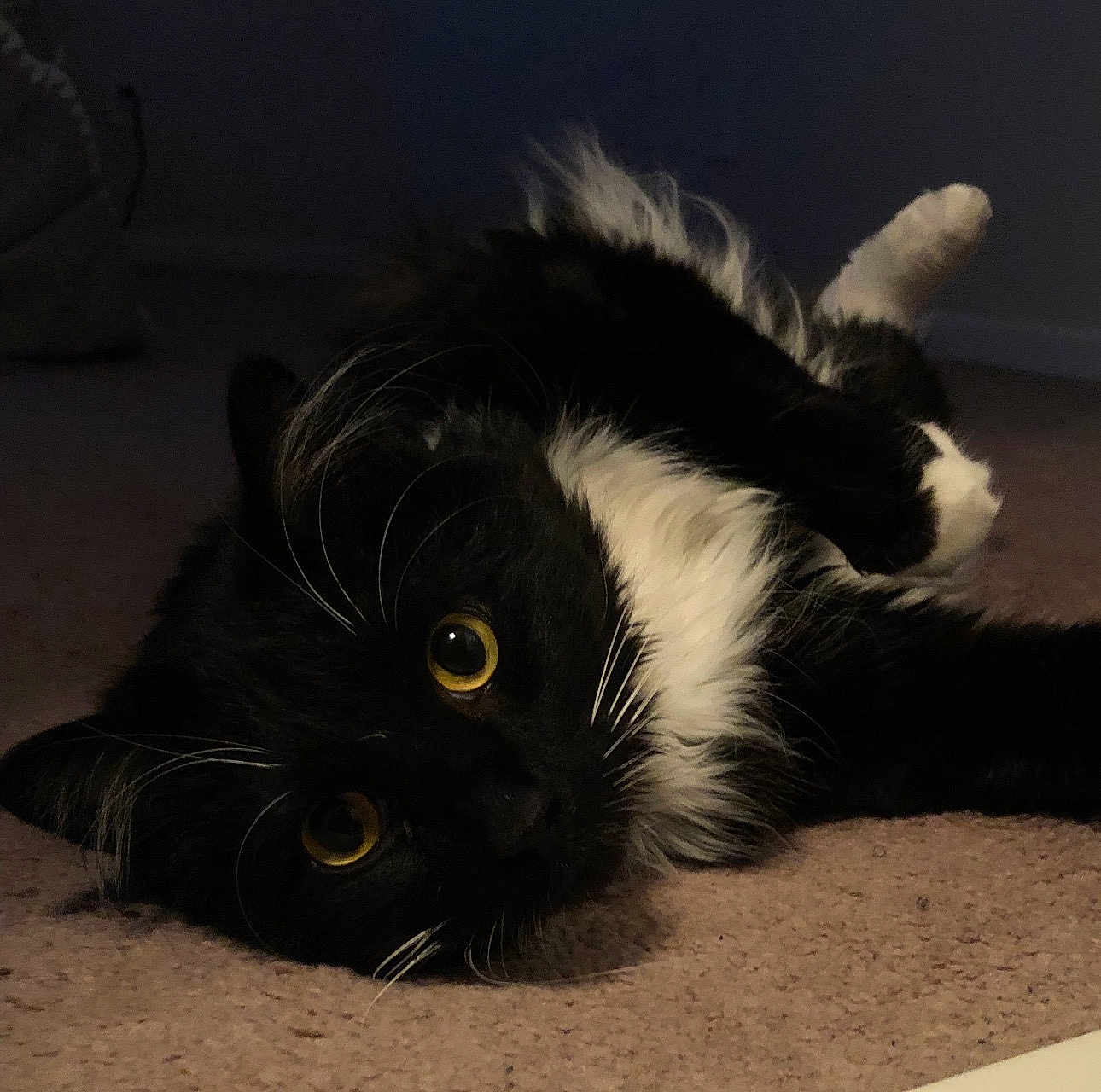 Salem is registered to the contest to win money with this photo: cat, black_and_white, yellow_eyes, lying_down, carpet, indoor, pet, feline, whiskers, fur, curious, closeup, animal, mammal, resting, cute, domestic, cozy, portrait, soft_lighting