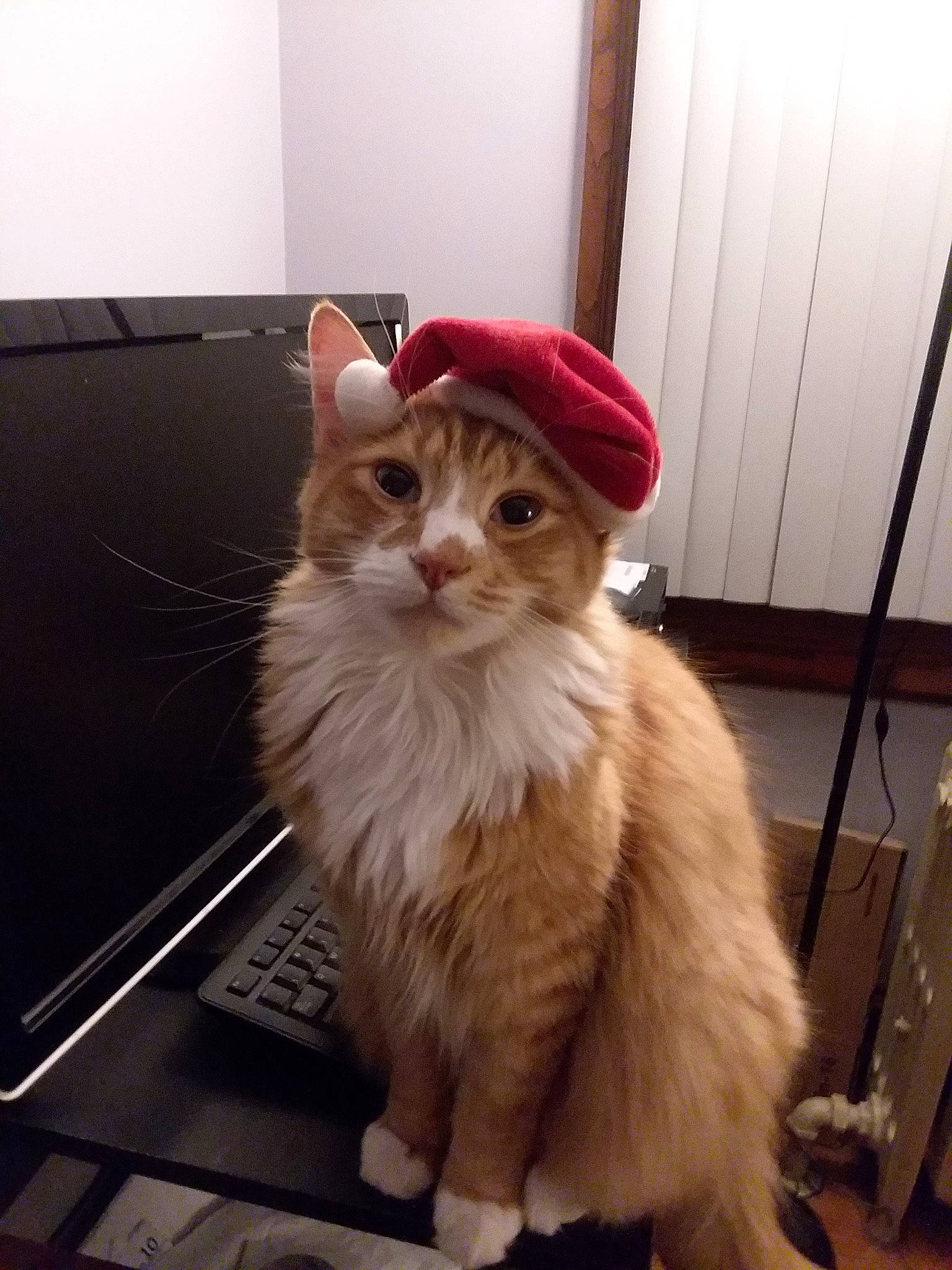 Gatsby joined the competition — help win amazing prizes! aegean_cat, american_curl, asian, asian_semi_longhair, british_semi_longhair, carnivore, cat, cymric, domestic_long_haired_cat, fawn, felidae, fur, kitten, mammal, norwegian_forest_cat, polydactyl_cat, ragamuffin, small_to_medium_sized_cats, turkish_angora, whiskers