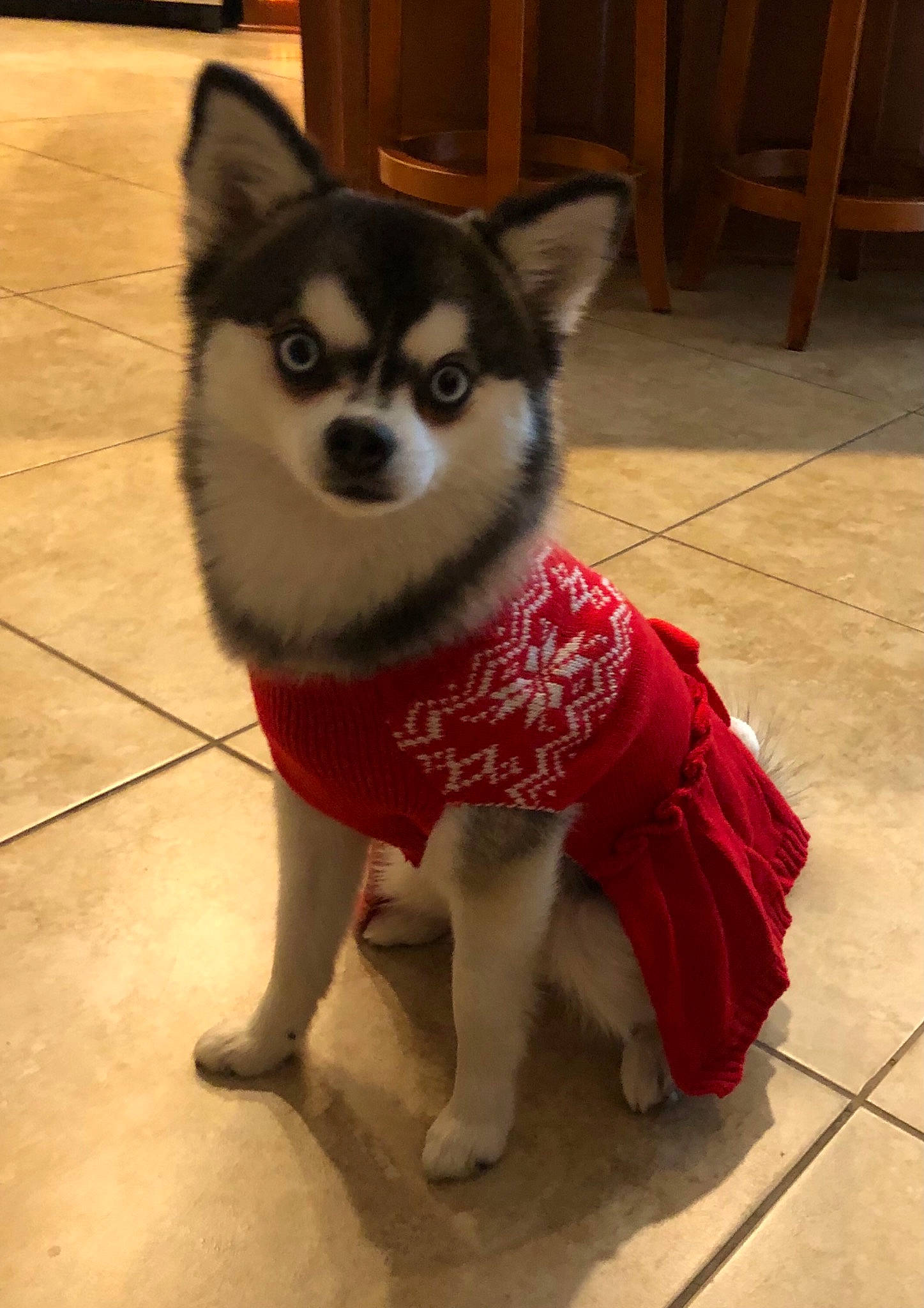 Lexy joined the competition — help win amazing prizes! art, cabinetry, canidae, carnivore, companion_dog, dog, dog_breed, dog_supply, fawn, flooring, fur, hardwood, snout, sporting_group, tail, terrestrial_animal, tile_flooring, whiskers, wood, working_animal