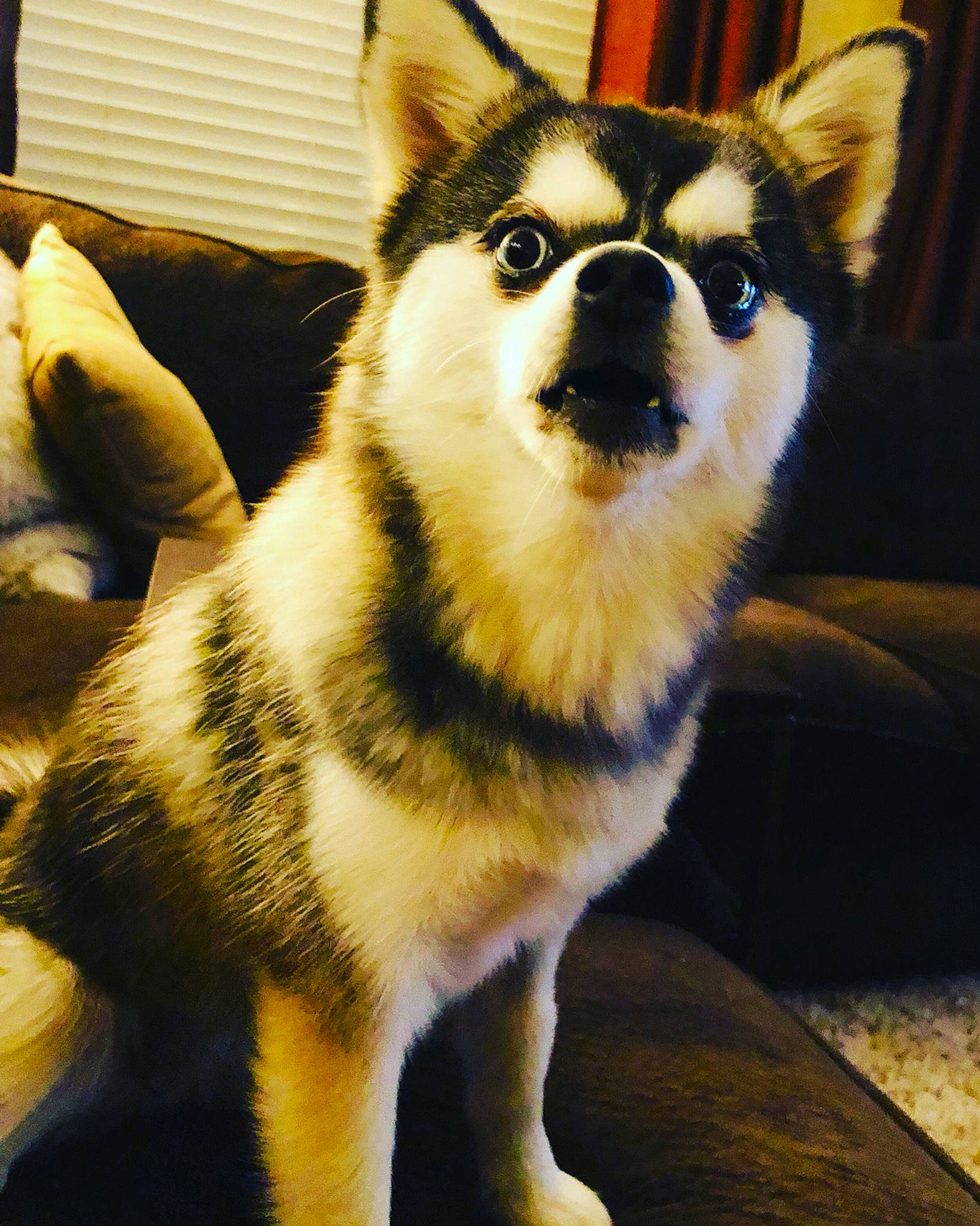 Lexy is registered to the contest to win money with this photo: canidae, canis, carnivore, companion_dog, dog, dog_breed, eye, fawn, fur, light, photograph, sled_dog, snapshot, snout, sporting_group, terrestrial_animal, whiskers, wildlife, working_animal, working_dog