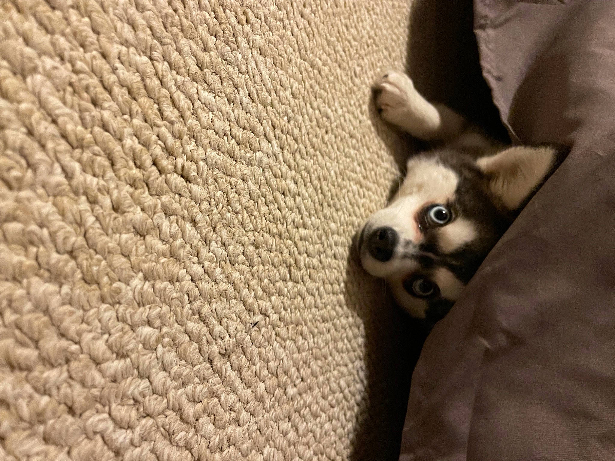 Lexy joined the competition — help win amazing prizes! carnivore, chihuahua, comfort, companion_dog, dog, dog_breed, fawn, felidae, flooring, foot, fur, human_leg, paw, snout, sporting_group, terrestrial_animal, toy_dog, whiskers, wood, working_animal