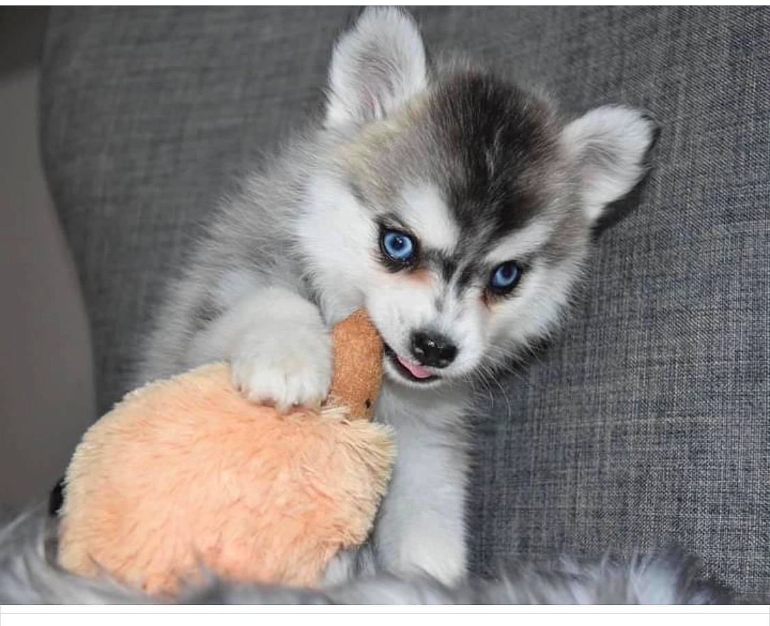 Lexy is registered to the contest to win money with this photo: ancient_dog_breeds, canidae, carnivore, companion_dog, dog, dog_breed, fawn, fur, non_sporting_group, tail, terrestrial_animal, toy_dog, whiskers, wildlife, working_animal