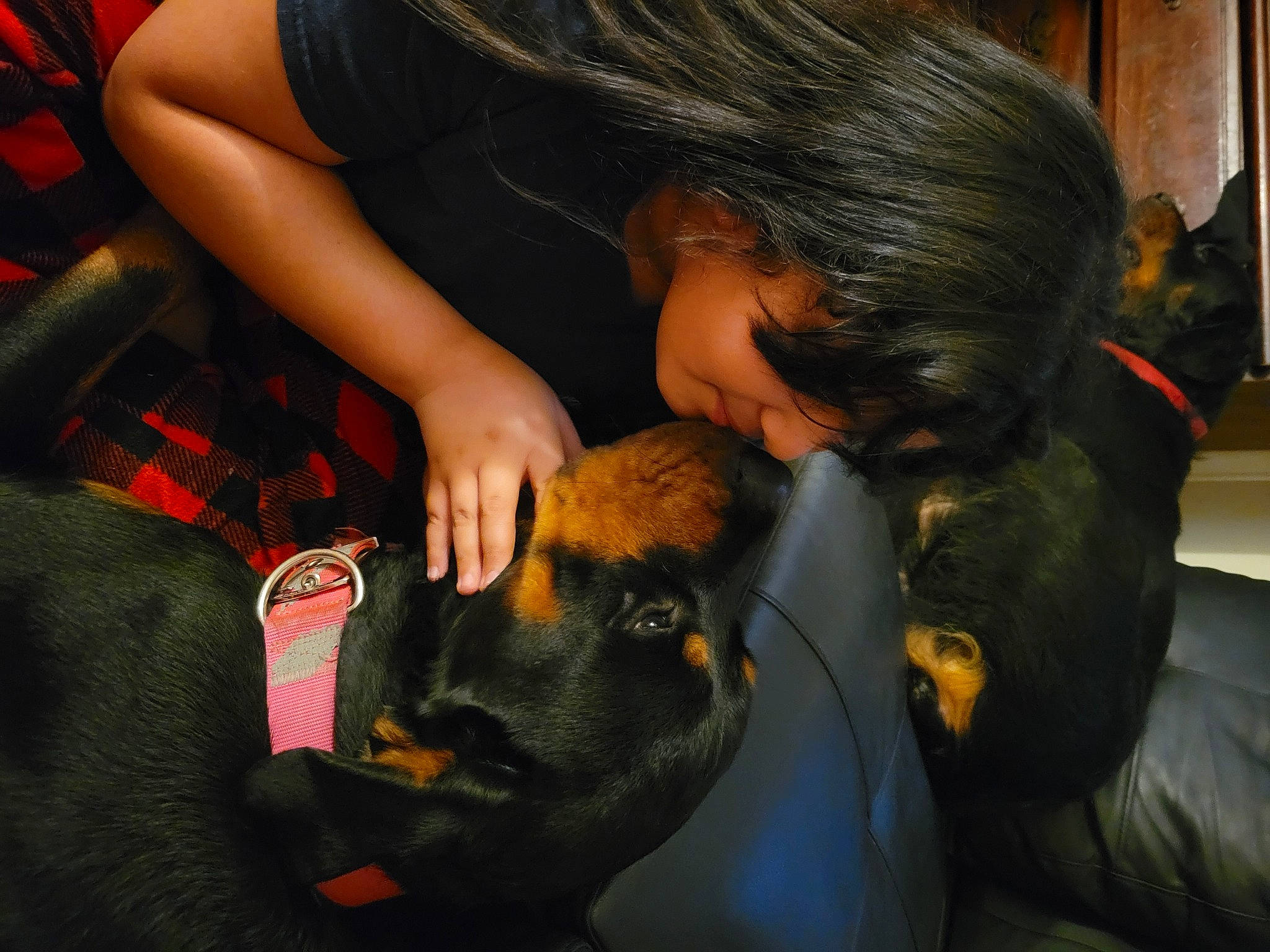 Bella joined the competition — help win amazing prizes! arm, black_hair, carnivore, comfort, companion_dog, dog, dog_breed, ear, fawn, felidae, fun, fur, gesture, long_hair, mammal, person, skin, snout, sporting_group, toy