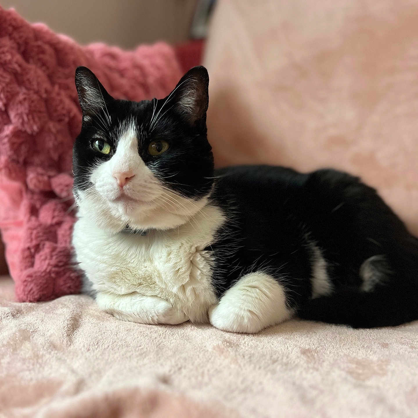 Malo a rejoint le concours — aidez-le/la à gagner de superbes lots ! abyssinian, angora, animal, bed, bedroom, blanket, cat, couch, cushion, furniture, homedecor, indoors, kitten, manx, person, pet, pillow, quilt, room, sleeping