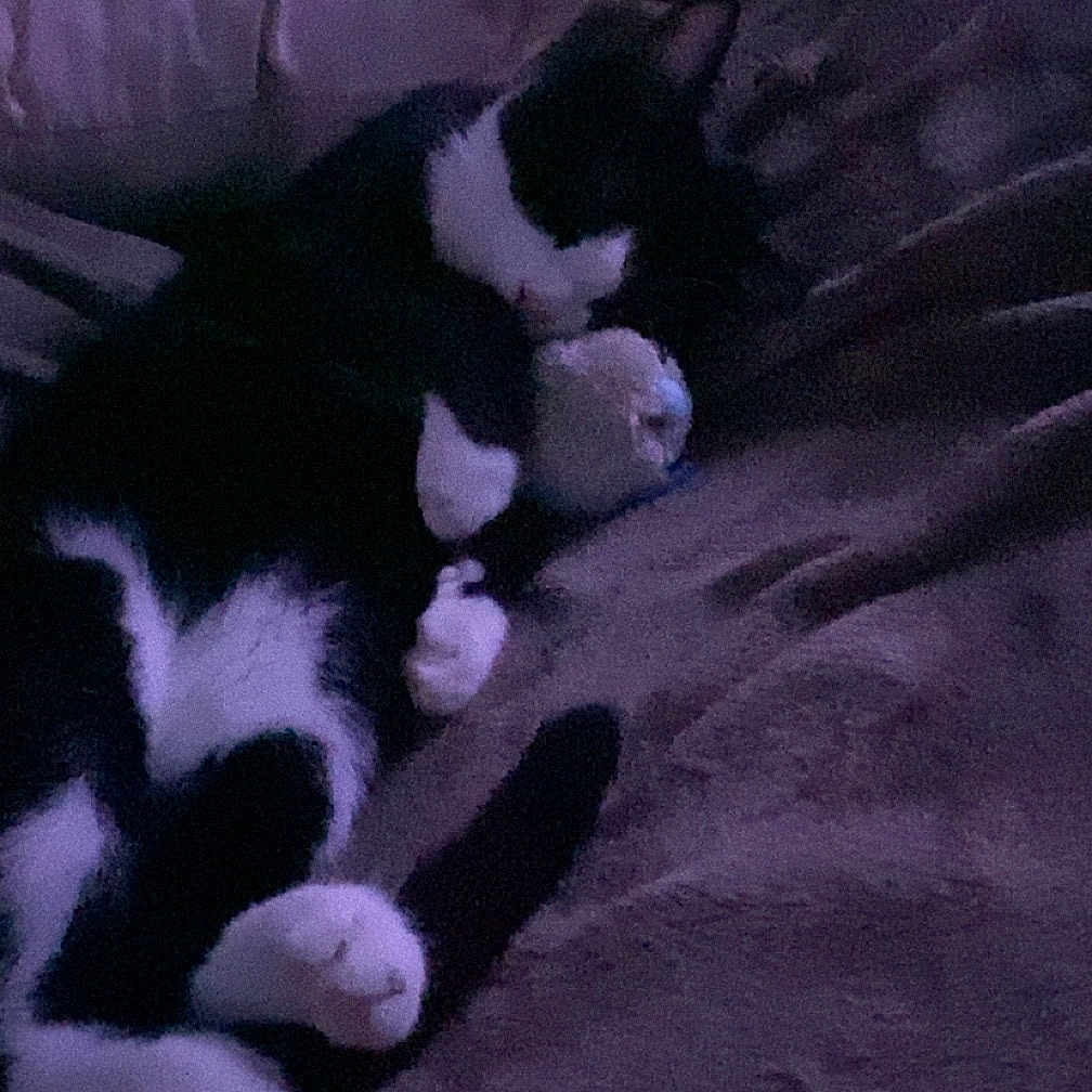 Simba a rejoint le concours — aidez-le/la à gagner de superbes lots ! animal, bed, black_and_white, blanket, cat, claws, cozy, cute, feline, fur, indoor, night, paws, pet, plush_toy, purple_light, relaxing, resting, sleeping, soft