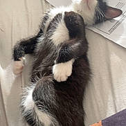 Simba a rejoint le concours — aidez-le/la à gagner de superbes lots ! kitten, cat, black_and_white, lying_down, bed, paw, pink_nose, paper, diagram, teddy_bear_print, fabric, relaxed, cute, furry, whiskers, indoor, soft, pet, animal, cozy