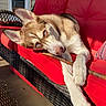dog, husky, blue_eyes, stick, red_couch, outdoor, porch, sunlight, pet, canine, relaxed, furniture, woven_chair, animal, playful, resting, brown_and_white, paw, snout, ears
