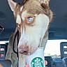 Mazie is registered to the contest to win money with this photo: dog, husky, blue_eyes, starbucks, cup, car_interior, pet, animal, close_up, canine, muzzle, leash, seat, window, hand, foam, treat, cute, indoors, vehicle