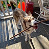 dog, husky, stick, porch, wicker_chair, pumpkin, grass, sunlight, shadow, wooden_floor, animal, pet, outdoor, smiling, playful, blue_eyes, tail, fence, red_object, decor