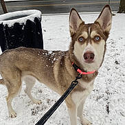 Mazie joined the competition — help win amazing prizes! dog, husky, snow, leash, collar, outdoor, winter, animal, pet, blue_eyes, fur, canine, walking, nature, street, cold, snowflakes, alert, background, tree