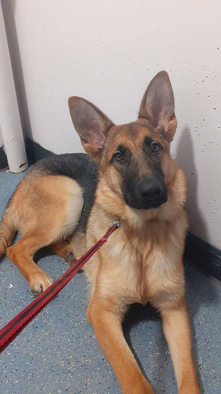 Shanelle a rejoint le concours — aidez-le/la à gagner de superbes lots ! belgian_shepherd_malinois, canidae, carnivore, companion_dog, dog, dog_breed, dog_supply, door, east_european_shepherd, fawn, foot, german_shepherd_dog, herding_dog, king_shepherd, old_german_shepherd_dog, paw, snout, sporting_group, working_animal, working_dog