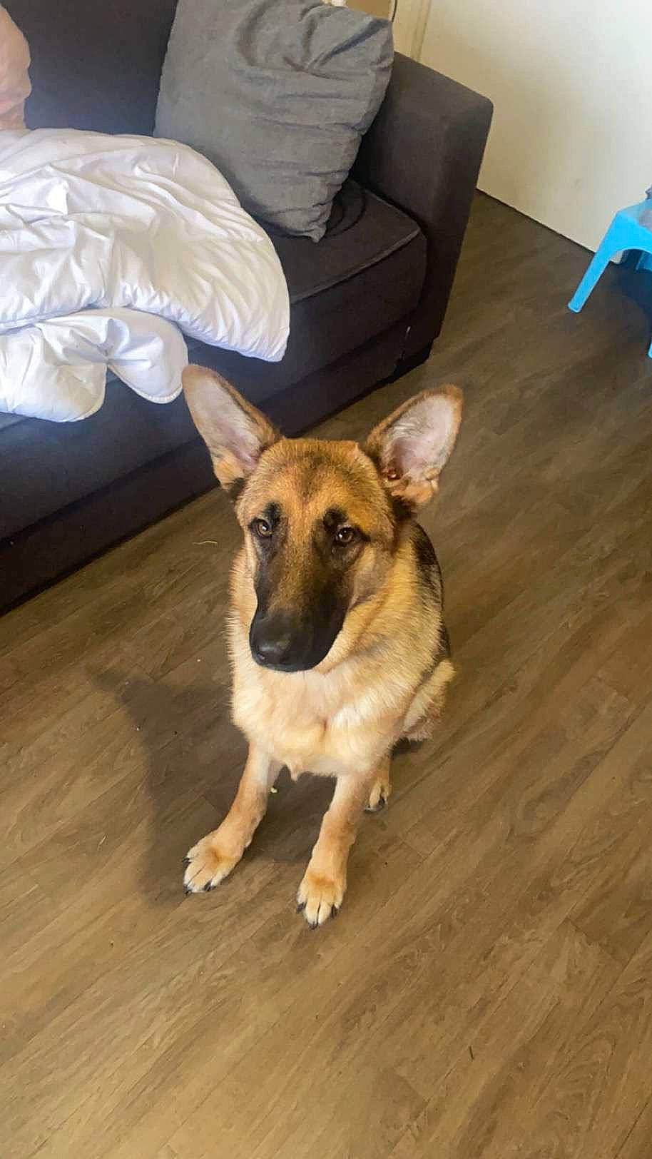 Shanelle a rejoint le concours — aidez-le/la à gagner de superbes lots ! carnivore, comfort, companion_dog, couch, dog, dog_breed, fawn, floor, flooring, fur, german_shepherd_dog, hardwood, laminate_flooring, snout, sporting_group, varnish, wood, wood_flooring, wood_stain, working_animal