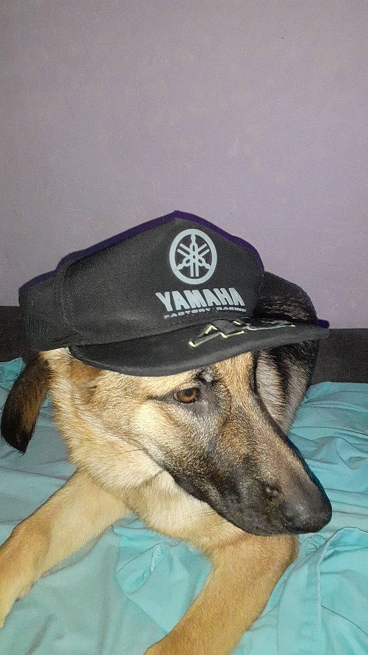 Shanelle a rejoint le concours — aidez-le/la à gagner de superbes lots ! baseball_cap, canidae, cap, carnivore, collar, companion_dog, costume_hat, cowboy_hat, dog, dog_breed, fawn, fedora, german_shepherd_dog, hat, snout, sombrero, sporting_group, sun_hat, vertebrate, working_animal