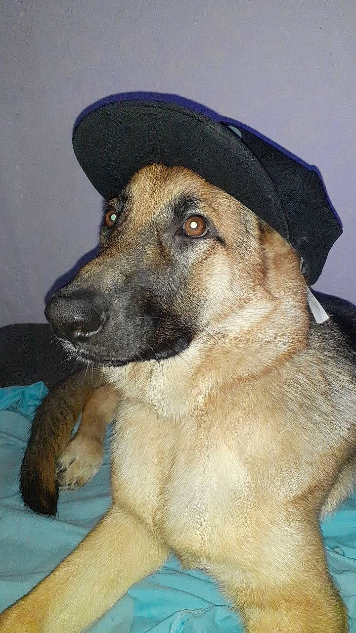 Shanelle participe au concours pour gagner de l'argent avec cette photo : ancient_dog_breeds, canidae, cap, carnivore, companion_dog, dog, dog_breed, fashion_accessory, fur, guard_dog, hat, working_animal, working_dog