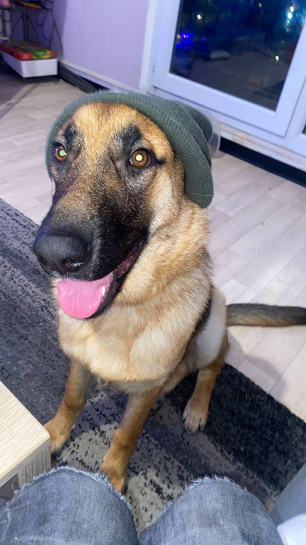 Shanelle a rejoint le concours — aidez-le/la à gagner de superbes lots ! canidae, carnivore, collar, companion_dog, dog, dog_breed, fawn, fur, guard_dog, home_appliance, metal, pet_supply, snout, sporting_group, television, whiskers, working_animal, working_dog