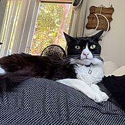 Bruce Wayne joined the competition — help win amazing prizes! black_and_white, cat, collar, cozy, curtains, cushion, dreamcatcher, ears, face, feline, fur, home, indoor, light, patterned, pet, relaxed, resting, whiskers, window
