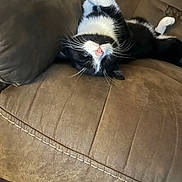 Boy Boy joined the competition — help win amazing prizes! cat, black_and_white, upside_down, couch, furniture, relaxed, pet, whiskers, pink_nose, indoor, cozy, resting, fur, animal, sleeping, close_up, domestic_cat, comfortable, home, cute