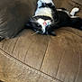 cat, black_and_white, upside_down, couch, furniture, relaxed, pet, whiskers, pink_nose, indoor, cozy, resting, fur, animal, sleeping, close_up, domestic_cat, comfortable, home, cute
