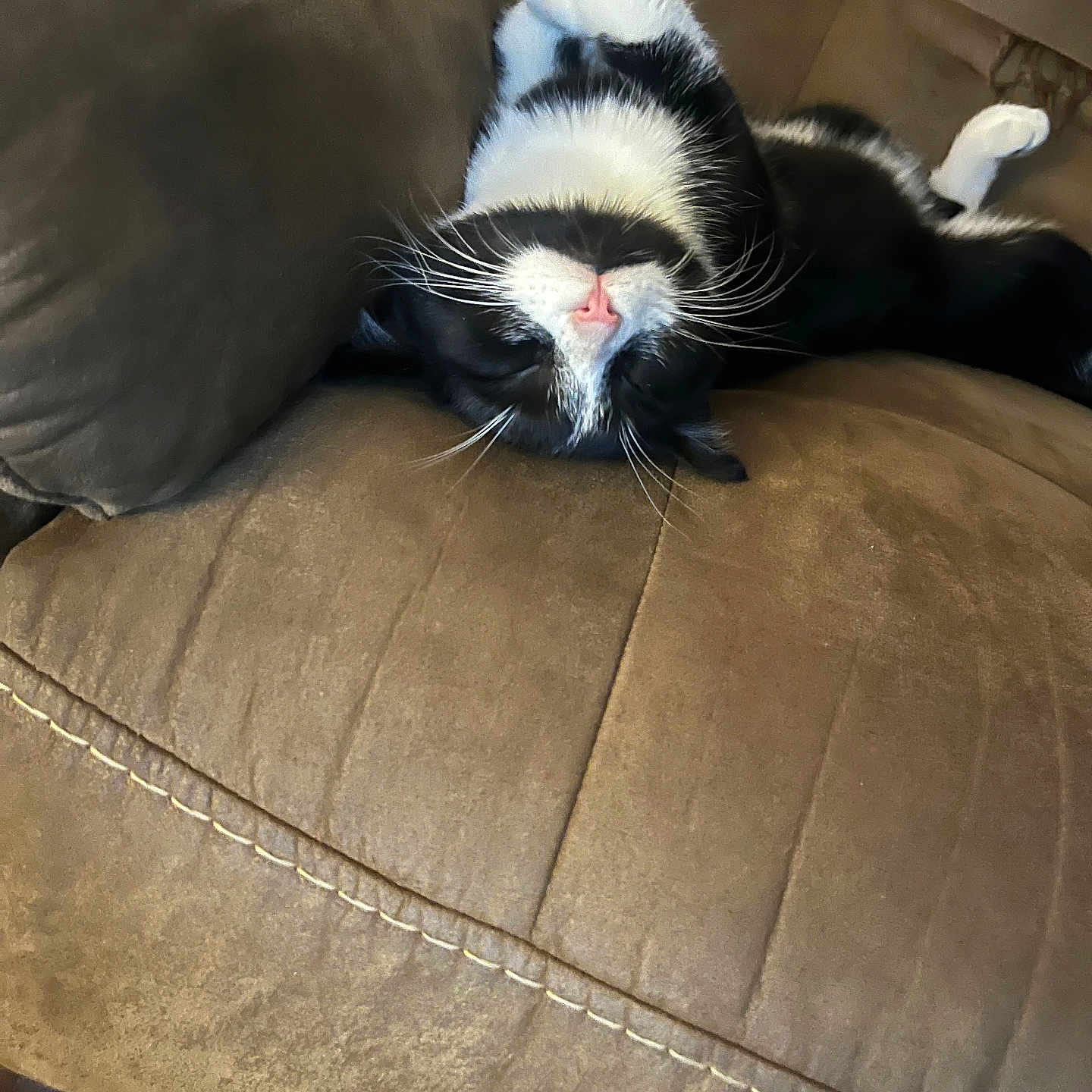 Boy Boy joined the competition — help win amazing prizes! animal, black_and_white, cat, close_up, comfortable, couch, cozy, cute, domestic_cat, fur, furniture, home, indoor, pet, pink_nose, relaxed, resting, sleeping, upside_down, whiskers