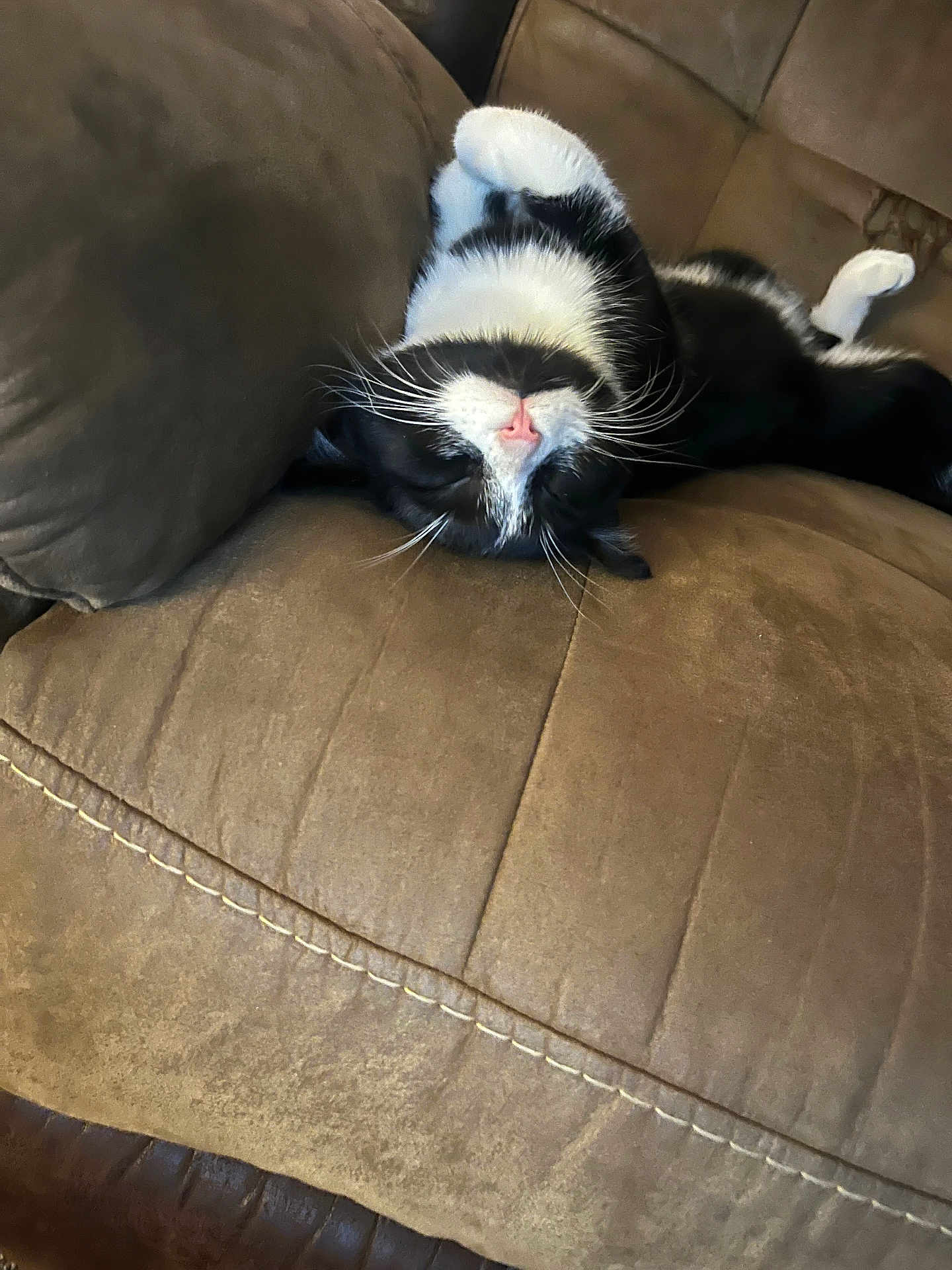 Boy Boy joined the competition — help win amazing prizes! cat, black_and_white, upside_down, couch, furniture, relaxed, pet, whiskers, pink_nose, indoor, cozy, resting, fur, animal, sleeping, close_up, domestic_cat, comfortable, home, cute