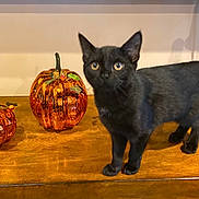 Luna is registered to the contest to win money with this photo: animal, blackcat, cat, festival, halloween, hardwood, jack_o_lantern, kitten, manx, pet, wood