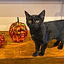 animal, blackcat, cat, festival, halloween, hardwood, jack_o_lantern, kitten, manx, pet, wood