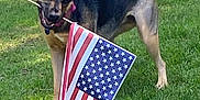 Sadie joined the competition — help win amazing prizes! american_flag, animal, canine, collar, daylight, dog, fence, flag, grass, greenery, lawn, mouth, nature, outdoor, patriotic, pet, playful, standing, summer, tail