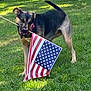 american_flag, animal, canine, collar, daylight, dog, fence, flag, grass, greenery, lawn, mouth, nature, outdoor, patriotic, pet, playful, standing, summer, tail