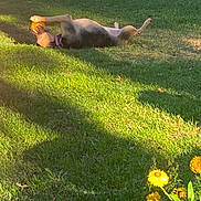 Sadie is registered to the contest to win money with this photo: animal, ball, collar, daytime, dog, flower_pot, garden, grass, greenery, nature, outdoor, paw, pet, playing, relaxed, shadow, summer, sunlight, toy, yellow_flowers