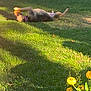 animal, ball, collar, daytime, dog, flower_pot, garden, grass, greenery, nature, outdoor, paw, pet, playing, relaxed, shadow, summer, sunlight, toy, yellow_flowers