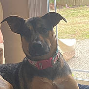 Sadie is registered to the contest to win money with this photo: animal, black, brown, canine, collar, comfort, daylight, dog, domestic, ears, fence, garden, house, indoor, pet, portrait, relaxed, resting, sunflower, window