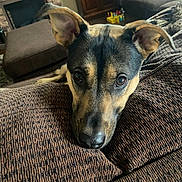 Sadie joined the competition — help win amazing prizes! dog, pet, indoor, couch, brown, close_up, ears, face, living_room, furniture, comfort, resting, canine, home, texture, curious, animal, domestic, eyes, snout