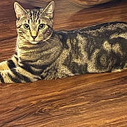Tigger joined the competition — help win amazing prizes! cat, tabby, pet, animal, feline, striped, indoor, floor, wooden_floor, relaxed, alert, whiskers, ears, paws, fur, laying_down, domestic_cat, mammal, cute, companion