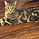 Tigger