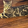 cat, tabby, pet, animal, feline, striped, indoor, floor, wooden_floor, relaxed, alert, whiskers, ears, paws, fur, laying_down, domestic_cat, mammal, cute, companion