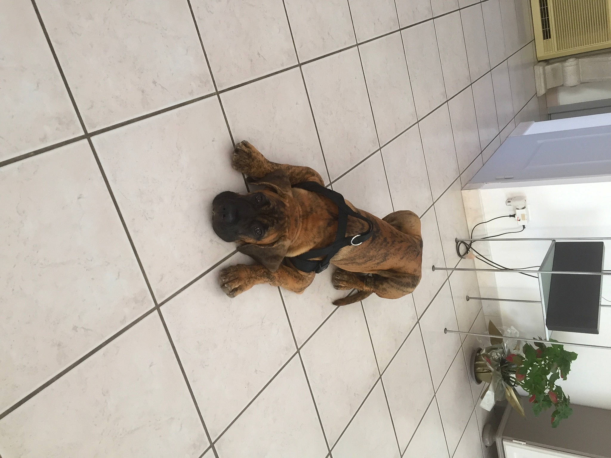 Marley a rejoint le concours — aidez-le/la à gagner de superbes lots ! carnivore, companion_dog, dog_breed, fawn, felidae, floor, flooring, flowerpot, hardwood, houseplant, liver, pet_supply, plant, small_to_medium_sized_cats, snout, sporting_group, tail, terrestrial_animal, wood, working_animal