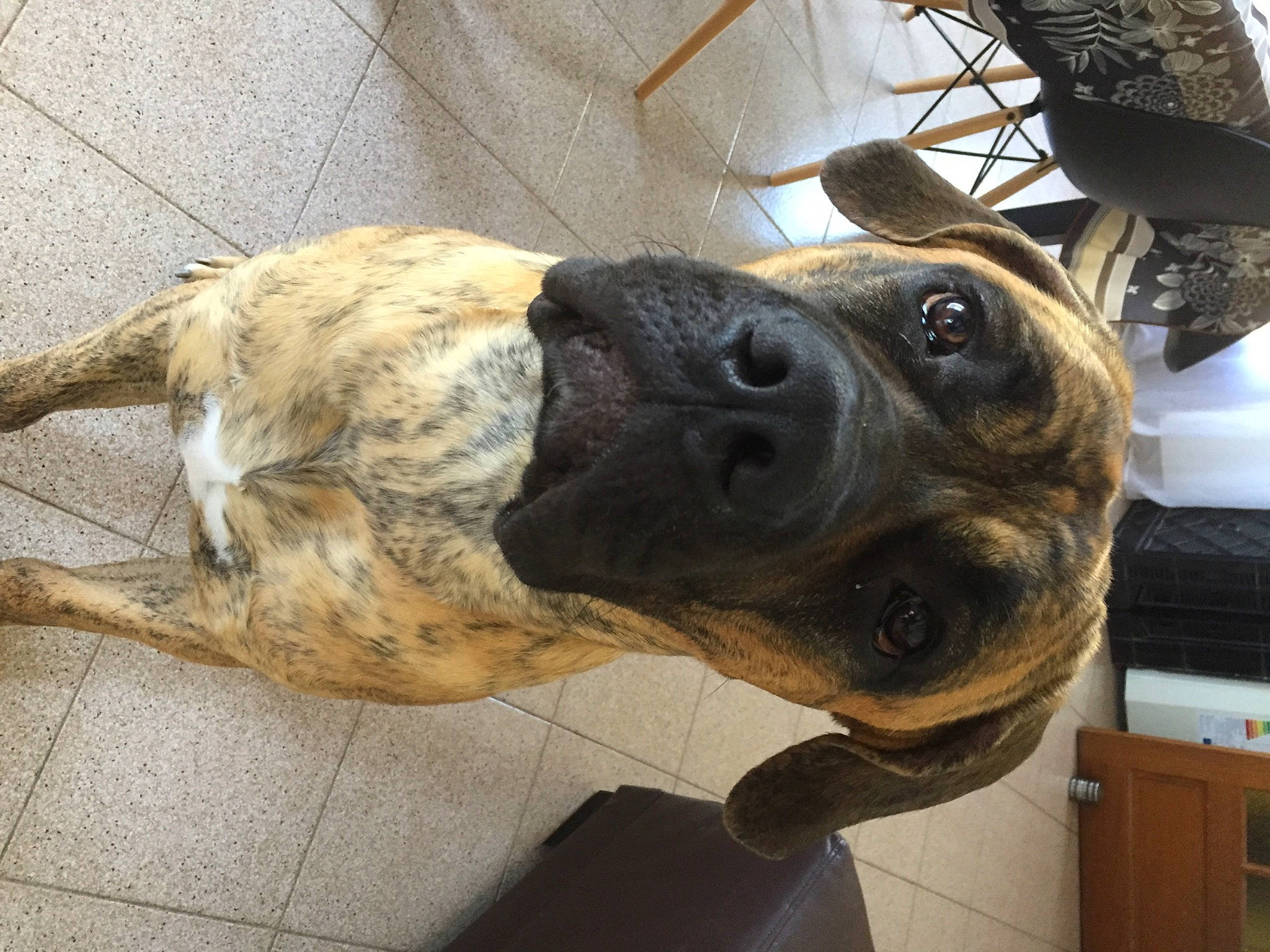 Marley participe au concours pour gagner de l'argent avec cette photo : cabinetry, canidae, carnivore, chest_of_drawers, collar, companion_dog, dog, dog_breed, dog_collar, drawer, fawn, fur, leash, metal, pet_supply, snout, sporting_group, whiskers, wood, working_animal