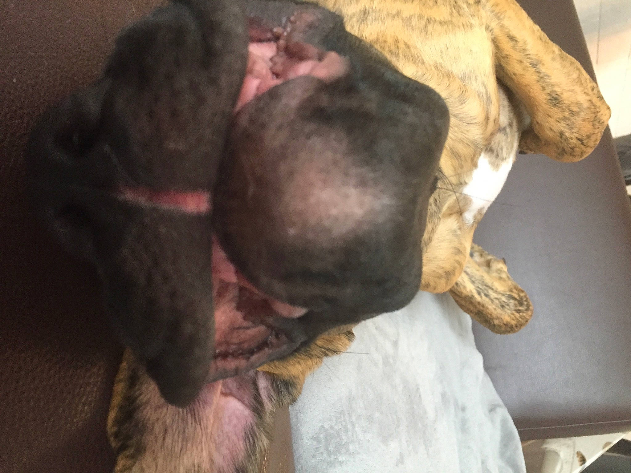 Marley a rejoint le concours — aidez-le/la à gagner de superbes lots ! canidae, carnivore, comfort, companion_dog, dog, dog_breed, ear, fawn, felidae, fur, gesture, guard_dog, jaw, liver, nap, non_sporting_group, paw, snout, sporting_group, whiskers