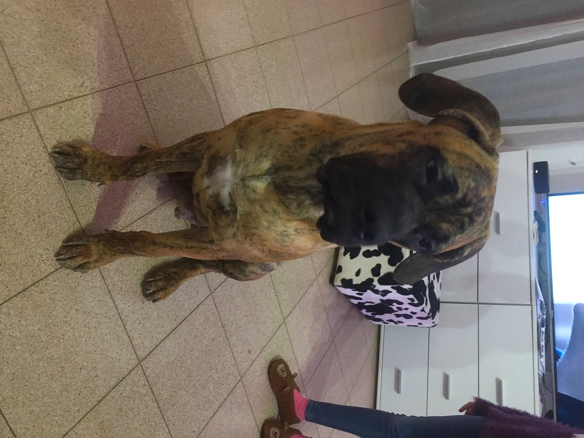 Marley a rejoint le concours — aidez-le/la à gagner de superbes lots ! art, canidae, carnivore, companion_dog, dog, dog_breed, fawn, felidae, flooring, fur, guard_dog, liver, paw, sporting_group, tail, terrestrial_animal, working_animal