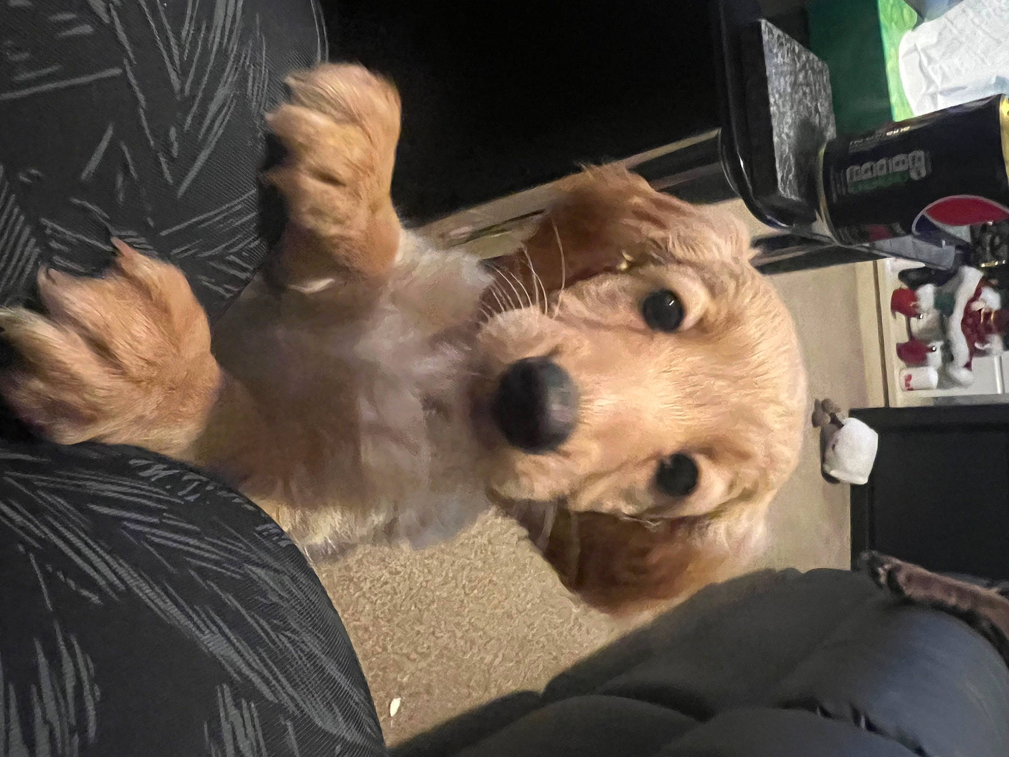 Brooke is registered to the contest to win money with this photo: canidae, carnivore, companion_dog, dog, dog_breed, event, fawn, felidae, fur, non_sporting_group, selfie, small_terrier, small_to_medium_sized_cats, snout, sporting_group, toy_dog, watch, whiskers