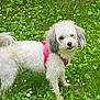 animal, canine, curious, cute, dog, flowers, fluffy, fur, garden, grass, greenery, leafy, nature, outdoor, pet, pink_harness, playful, small_dog, spring, white_dog