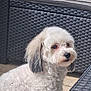 Choupette a rejoint le concours — aidez-le/la à gagner de superbes lots ! animal, companion, curly_fur, cute, daylight, dog, domestic_animal, ears, expression, fur, outdoor, pet, relaxation, side_view, sitting, small_dog, snout, sunlight, white_dog, wicker_furniture
