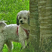 Choupette a rejoint le concours — aidez-le/la à gagner de superbes lots ! animal, canine, curious, daylight, dog, flora, fur, grass, greenery, harness, leash, nature, outdoor, park, pet, playful, shy, summer, tree, white_dog