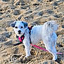 animal, beach, canine, closeup, curious, daylight, dog, fluffy, leash, nature, outdoor, pet, pink_harness, playful, sand, small_dog, standing, texture, walking, white_dog