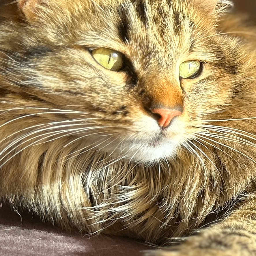Cookie a rejoint le concours — aidez-le/la à gagner de superbes lots ! animal, calm, cat, closeup, cute, feline, fluffy, fur, golden_eyes, indoor, mammal, paw, pet, portrait, relaxed, sleepy, soft, sunlight, tabby, whiskers