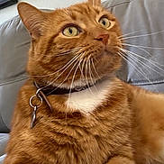 Bailey is registered to the contest to win money with this photo: cat, ginger_cat, pet, collar, whiskers, indoor, couch, furniture, closeup, orange_fur, white_chest, domestic_cat, relaxed, alert, household, mirror, wall_art, portrait, animal, fur