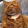 cat, ginger_cat, pet, collar, whiskers, indoor, couch, furniture, closeup, orange_fur, white_chest, domestic_cat, relaxed, alert, household, mirror, wall_art, portrait, animal, fur