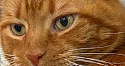 Bailey is registered to the contest to win money with this photo: cat, ginger_cat, close_up, whiskers, fur, pet, indoor, relaxed, animal, face, ears, green_eyes, cute, feline, mammal, portrait, soft_light, domestic_cat, closeup, eyes
