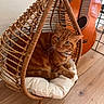 cat, ginger_cat, basket_chair, cushion, wooden_floor, acoustic_guitar, indoor, pet, furniture, cozy, relaxed, home, flooring, musical_instrument, whiskers, ears, tail, domestic_animal, resting, cute